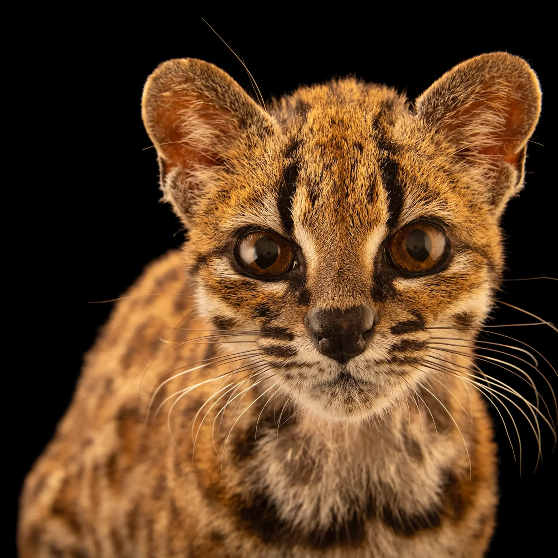 Portrait of a tigrino, a small spotted tiger cat from Bolivia